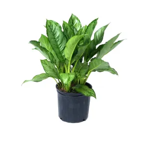 Aglaonema 'BJ Freeman'