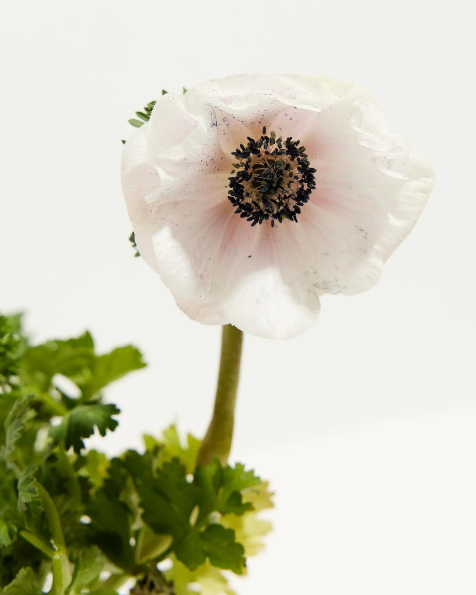 Anemone Italian White