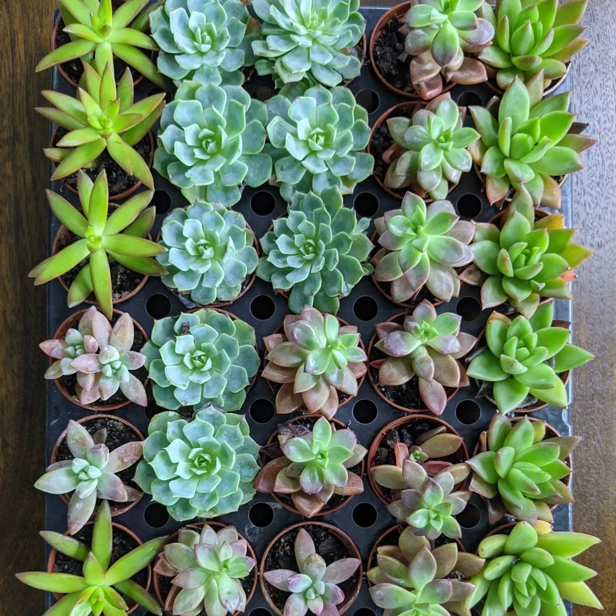 Baby Cacti/Succulents - 5 Inch