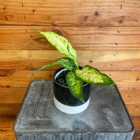 Dieffenbachia Star Bright, 4" Plant