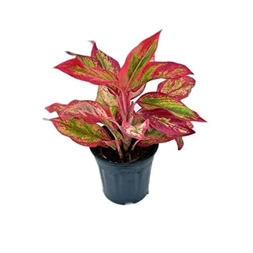 Garden Art Aglaonema (Lipstick Single Stem) Natural Live Indoor Plant with 7.5 cm Pot | Pack of 1 Healthy Live Plant | For Home, Office, Livingroom, Bedroom, Garden Decor