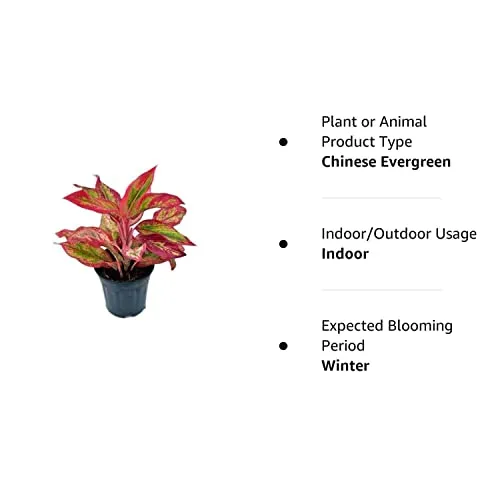 Garden Art Aglaonema (Lipstick Single Stem) Natural Live Indoor Plant with 7.5 cm Pot | Pack of 1 Healthy Live Plant | For Home, Office, Livingroom, Bedroom, Garden Decor