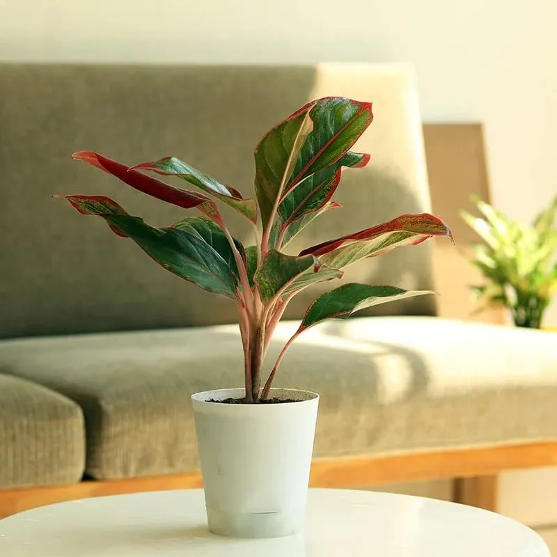 Garden Art Aglaonema (Lipstick Single Stem) Natural Live Indoor Plant with 7.5 cm Pot | Pack of 1 Healthy Live Plant | For Home, Office, Livingroom, Bedroom, Garden Decor