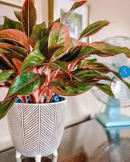 Garden Art Aglaonema (Lipstick Single Stem) Natural Live Indoor Plant with 7.5 cm Pot | Pack of 1 Healthy Live Plant | For Home, Office, Livingroom, Bedroom, Garden Decor