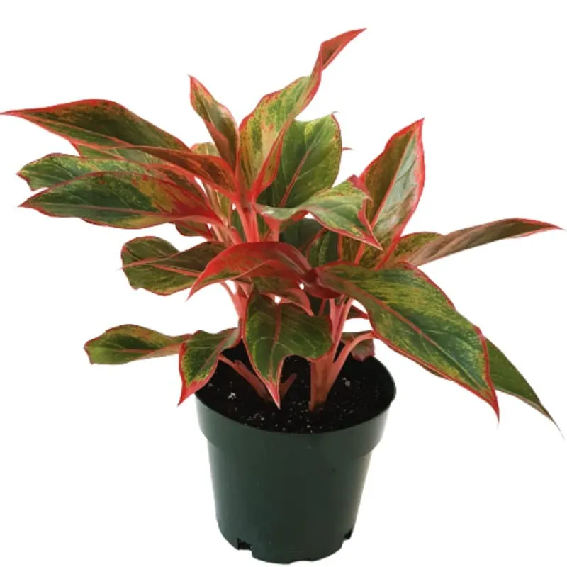 Garden Art Aglaonema (Lipstick Single Stem) Natural Live Indoor Plant with 7.5 cm Pot | Pack of 1 Healthy Live Plant | For Home, Office, Livingroom, Bedroom, Garden Decor