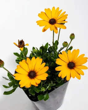 Gold African Daisy