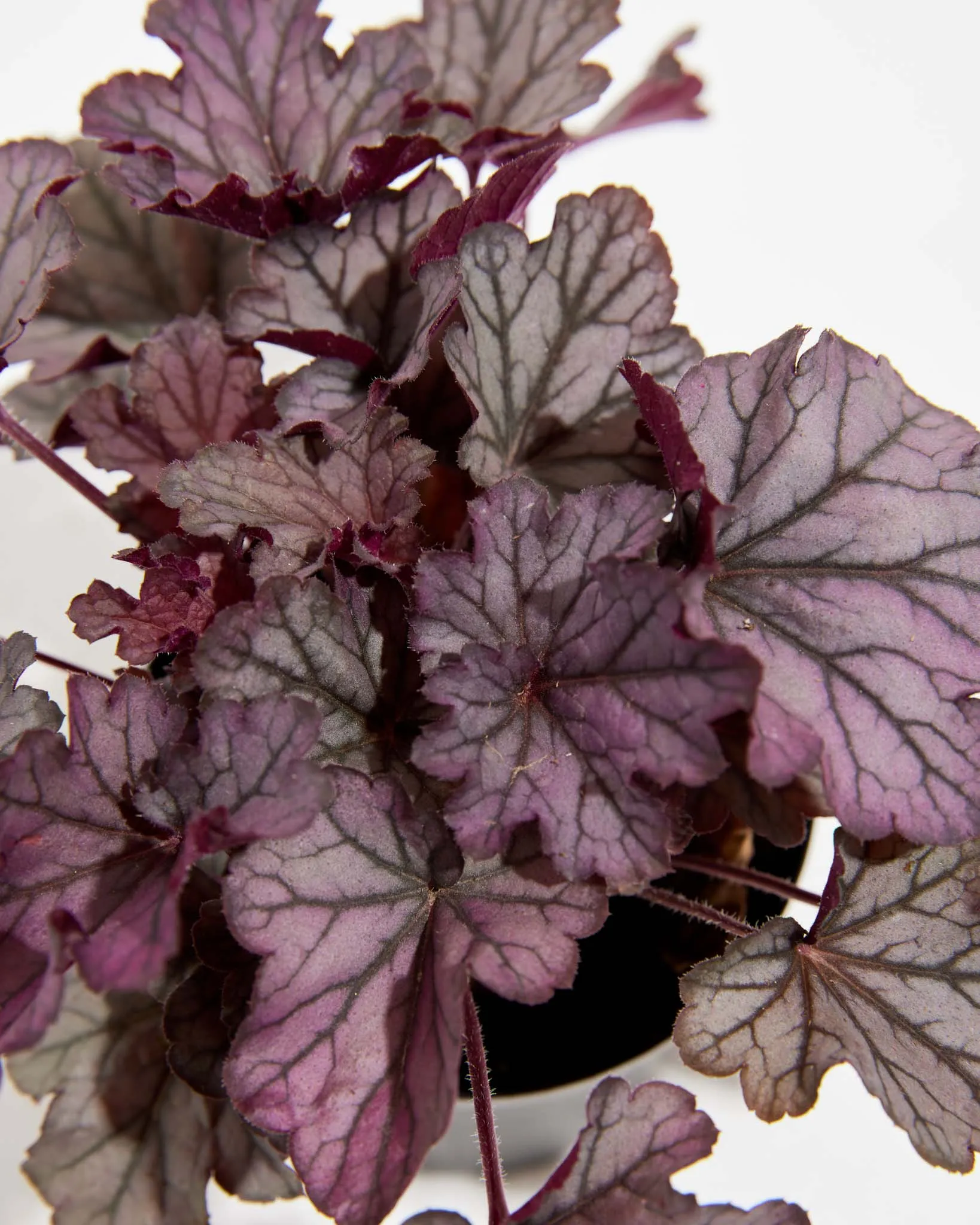 Northern Exposure Heuchera