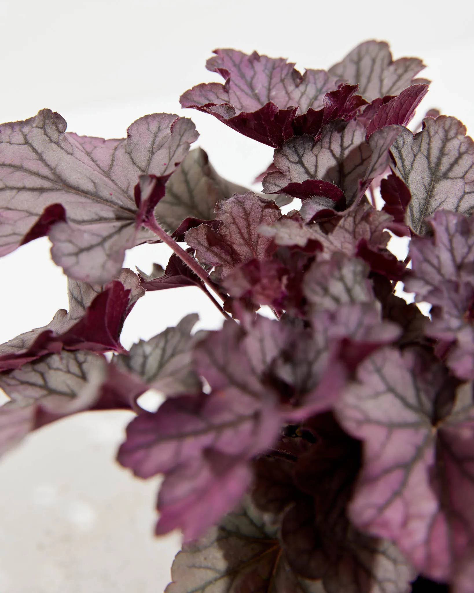 Northern Exposure Heuchera