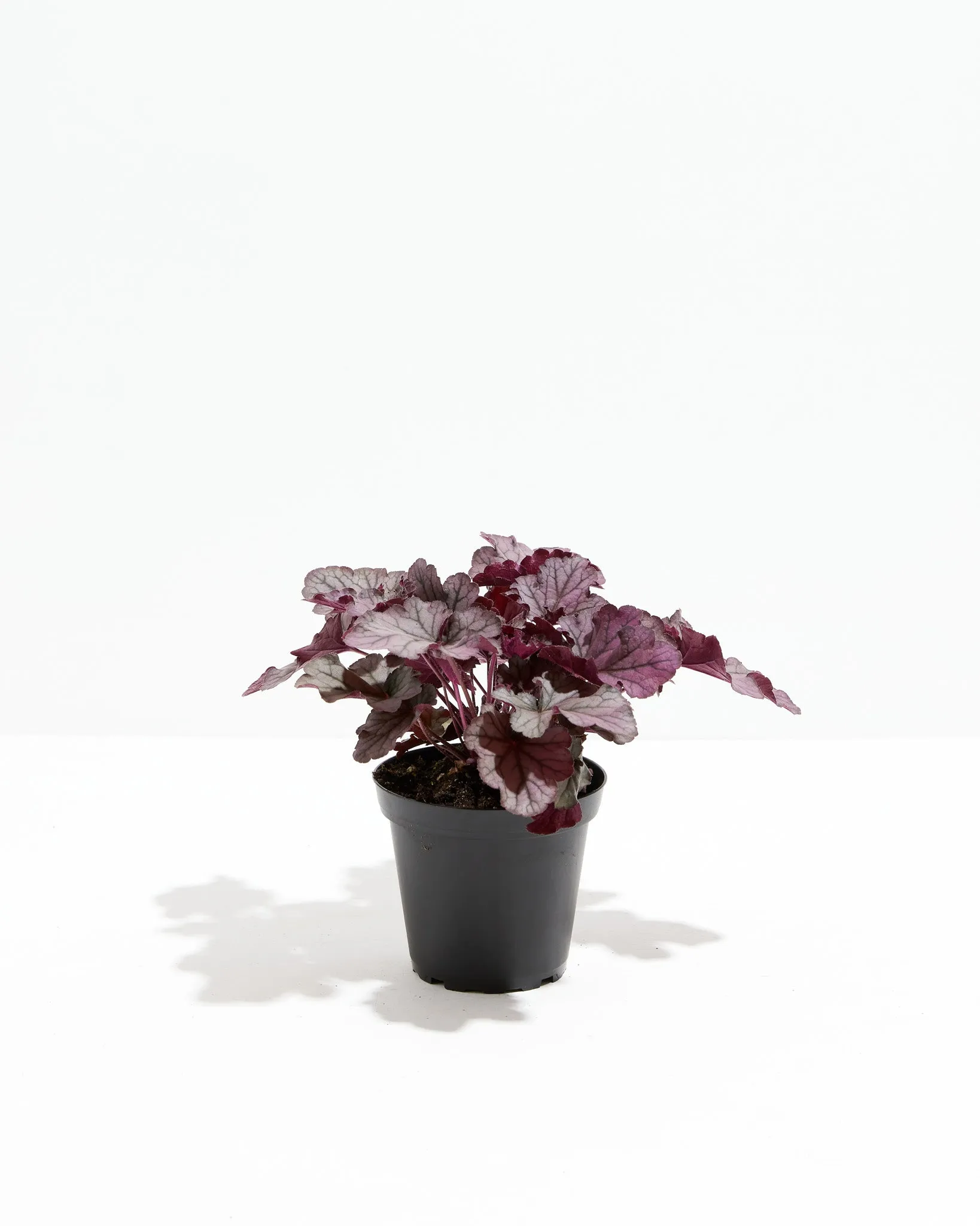 Northern Exposure Heuchera