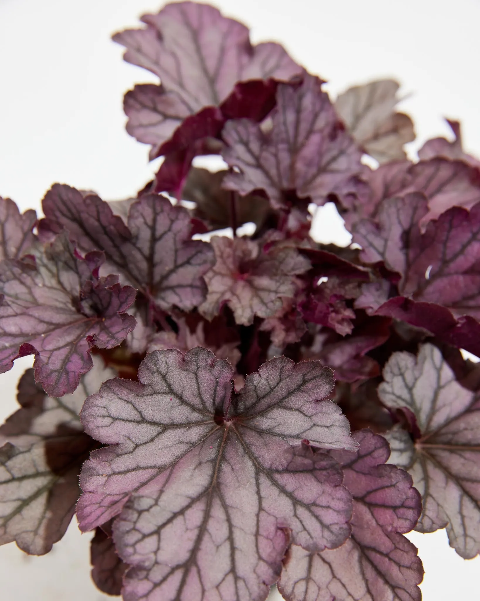 Northern Exposure Heuchera