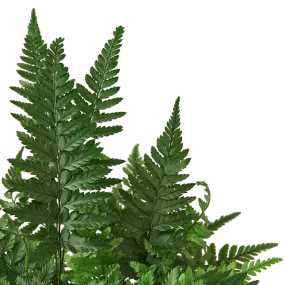 Polystichum tsus-simense 'Korean Rock Fern'