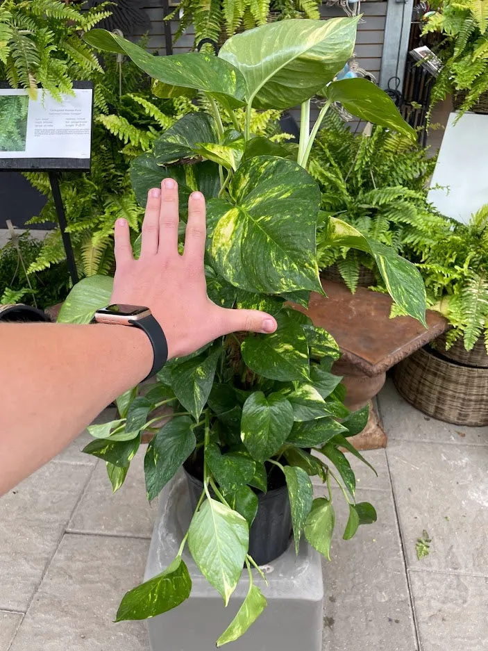 Pothos Hawaiian Totem