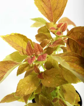 Rustic Orange Coleus