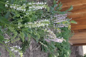 Salvia pratensis - MEADOW BALLET BLEND