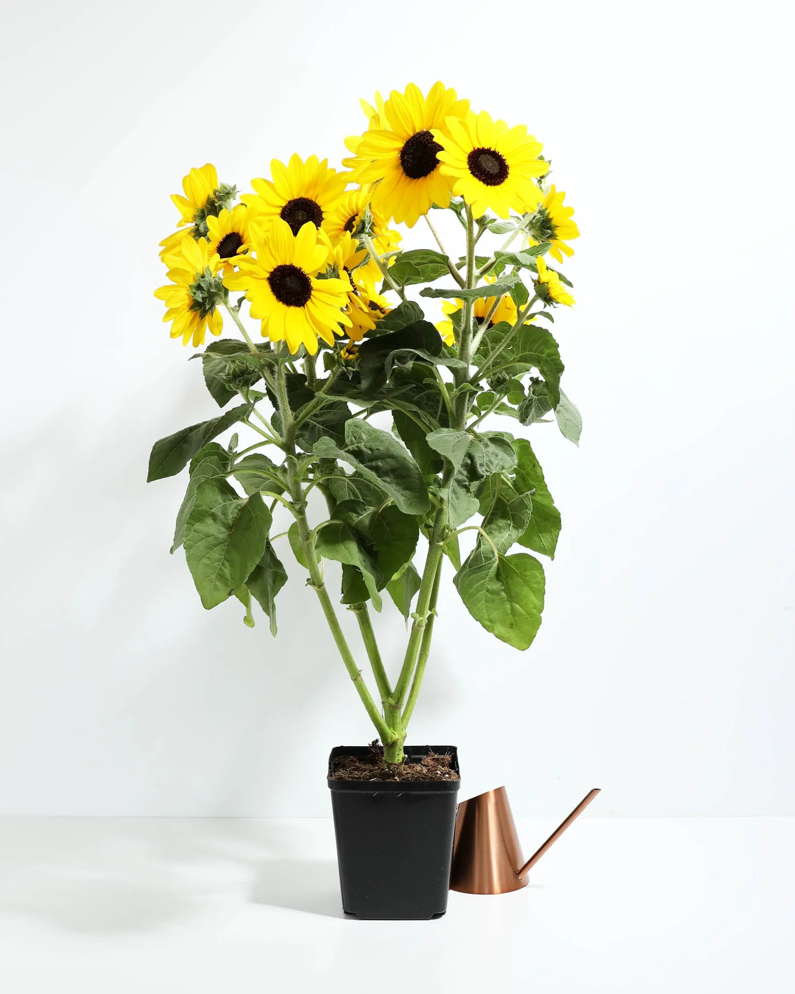 Sunflower Sunfinity™