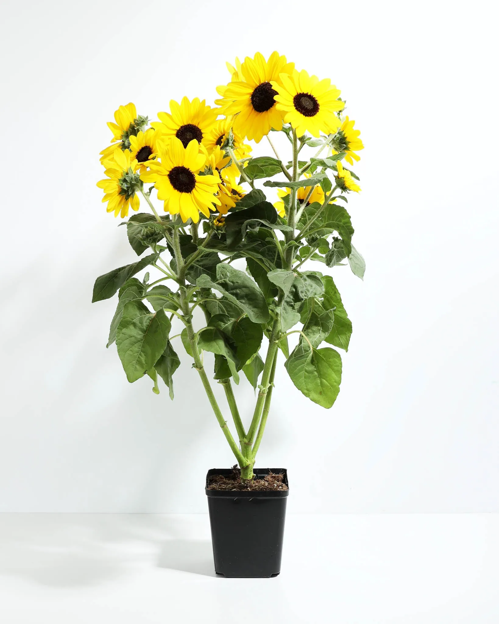 Sunflower Sunfinity™