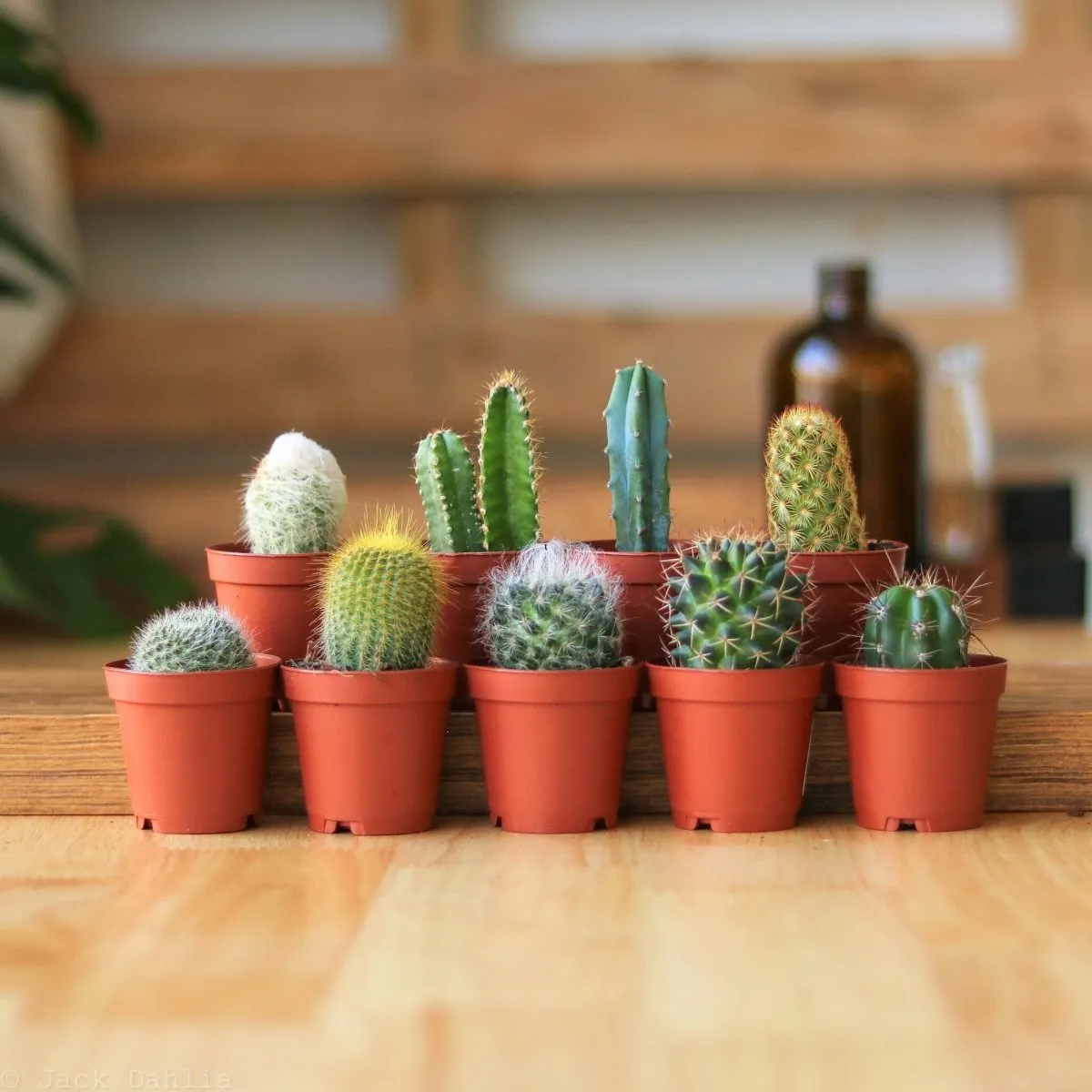 Surprise Cactus & Succulent Variety Pack - Various Sizes