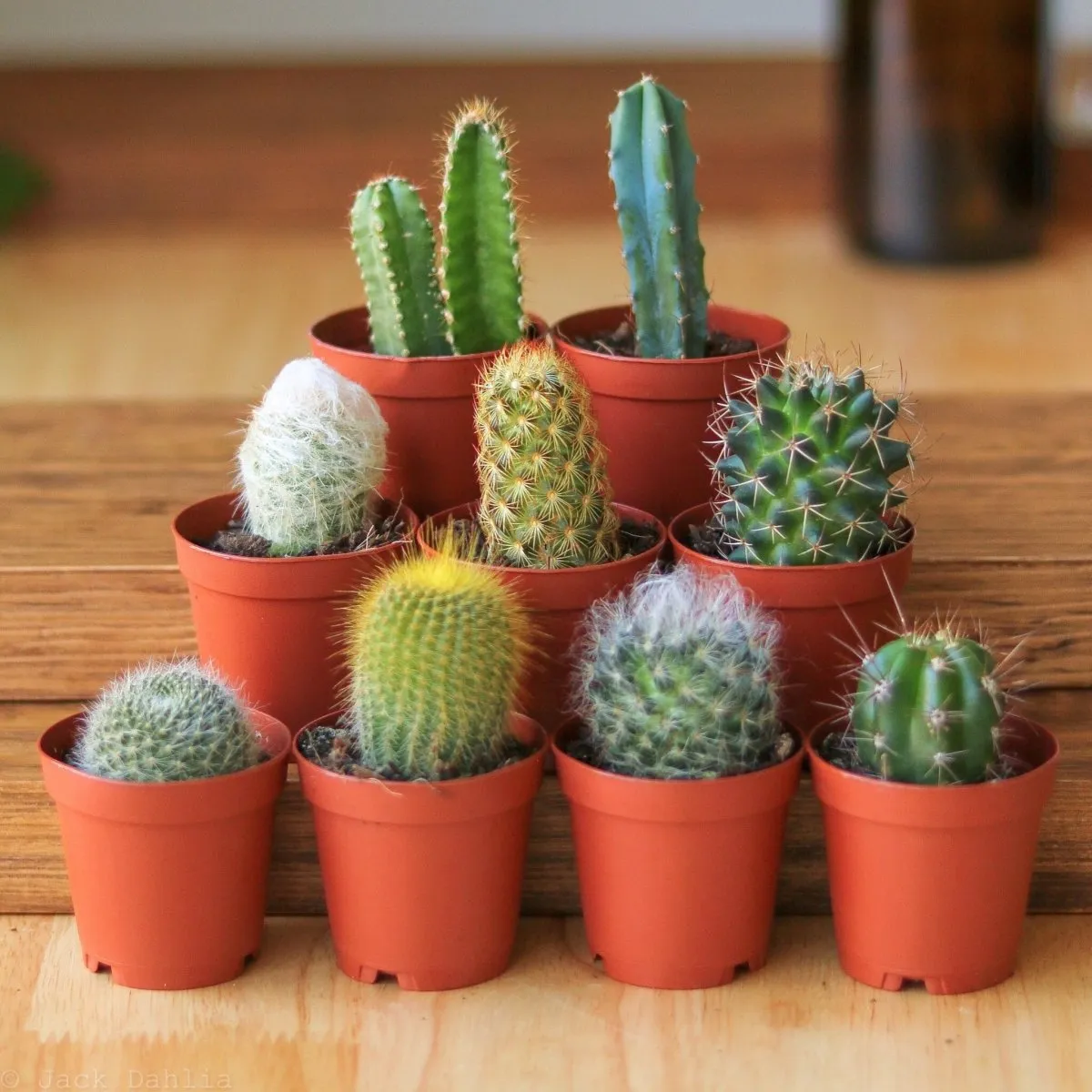 Surprise Cactus & Succulent Variety Pack - Various Sizes