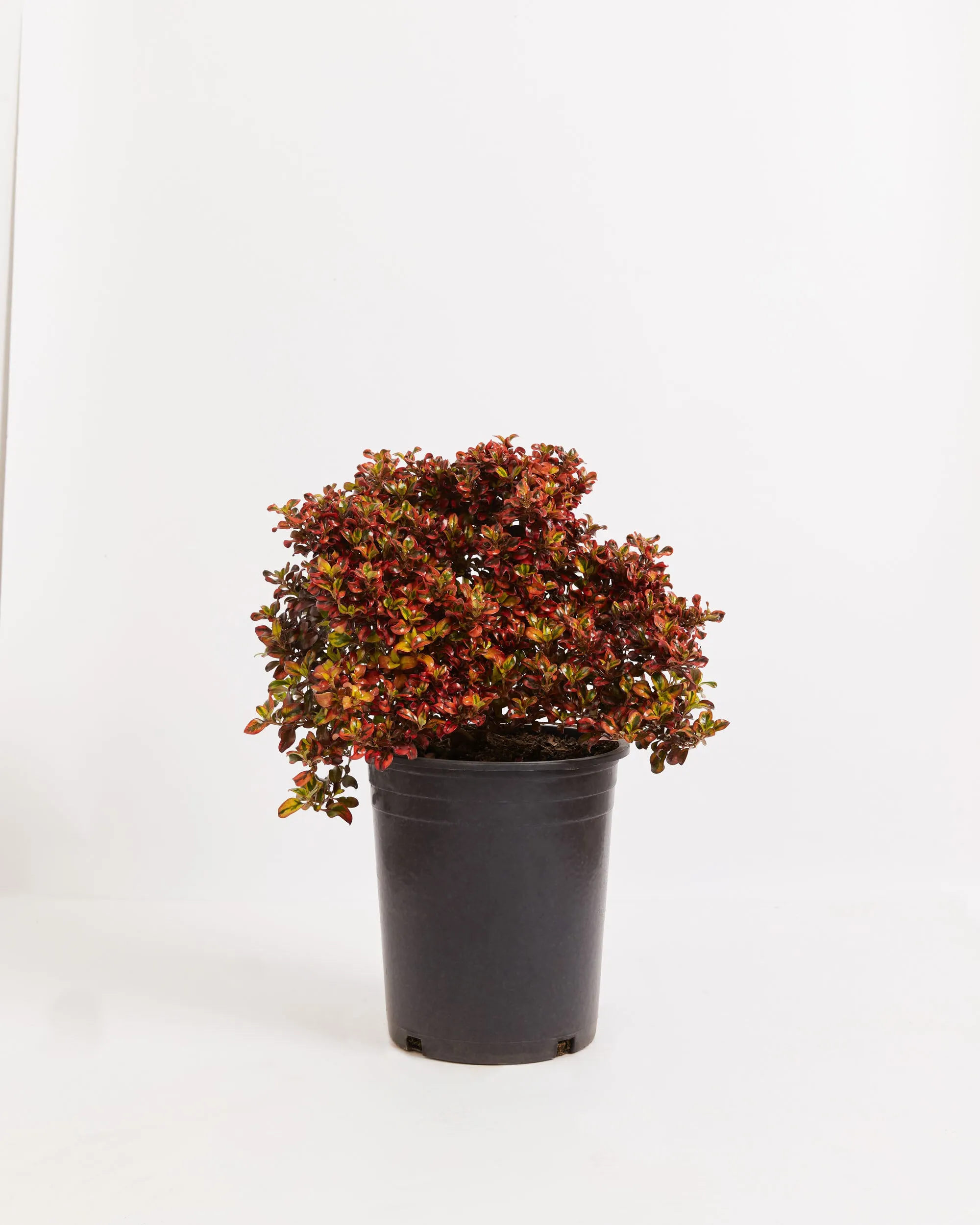 Tequila Sunrise Mirror Bush 'Coprosma'