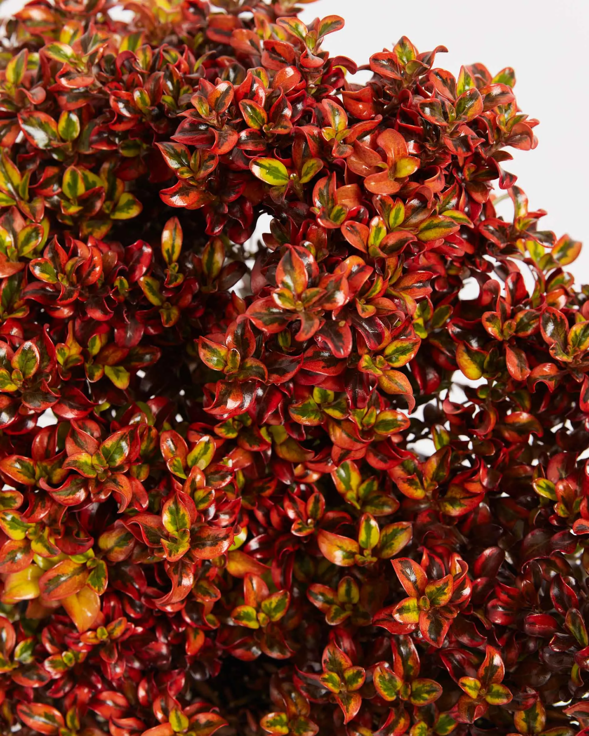 Tequila Sunrise Mirror Bush 'Coprosma'